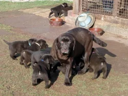 Štěňata čokoládového labradora