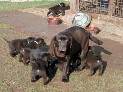 Štěňata čokoládového labradora