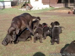Štěňata čokoládového labradora