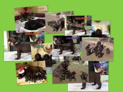 Štěňata čokoládového labradora