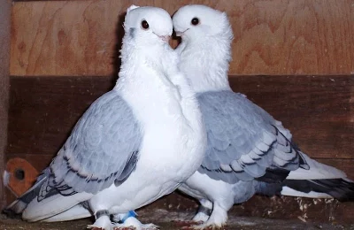 Orientální racek  satineta