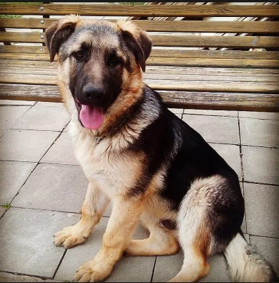 Darujeme 16 měsíčního německého ovčáka