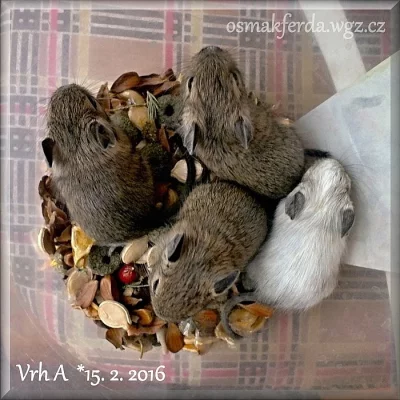 Nabízím mladé osmáky degu