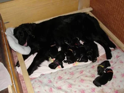 Štěňátka hovawartů