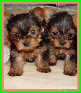 Yoršírský terér s PP