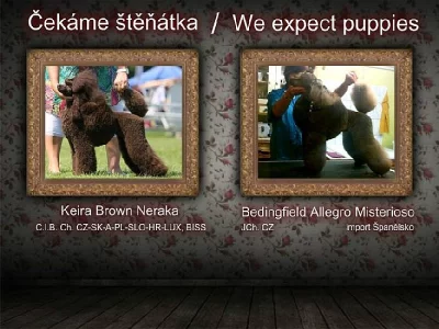 Pudl střední hnědý