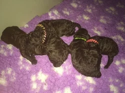 Pudl střední hnědý