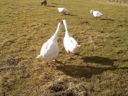 Násadová husí vejce a velikonoční housata