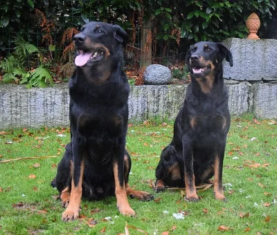 Beauceron štěňátka s PP - zahraniční spojení
