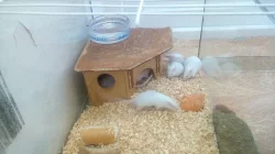 Laboratolní myš