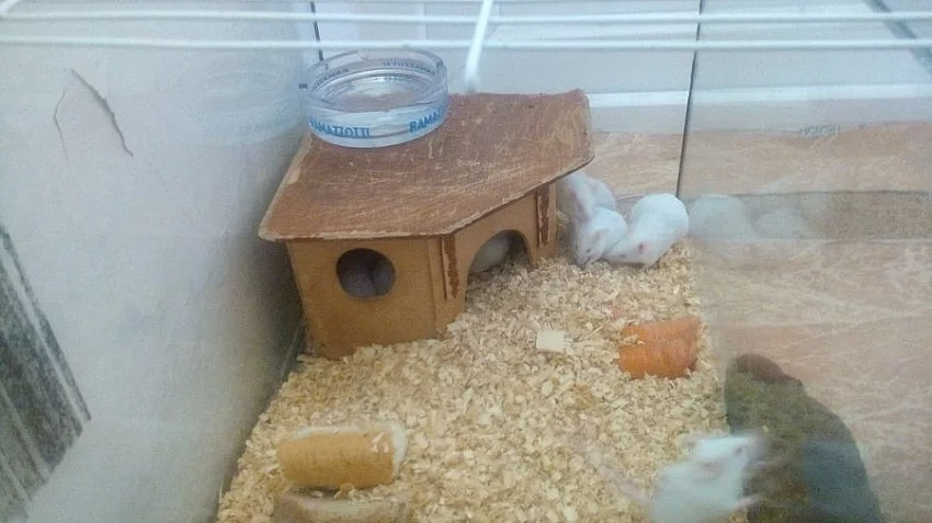 Laboratolní myš