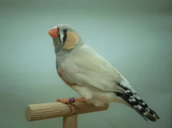 ZEBŘIČKY PESTRÉ - výstavní