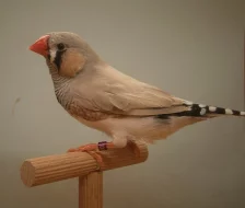 ZEBŘIČKY PESTRÉ - výstavní