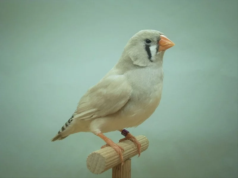 ZEBŘIČKY PESTRÉ - výstavní