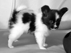 Papillon s PP