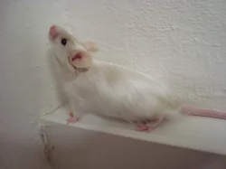 Barevní saténoví a dlouhosrstí myšáci