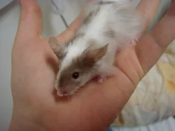 Barevní saténoví a dlouhosrstí myšáci