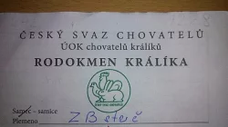 Králíček - samice - zakrslý beránek strakáč
