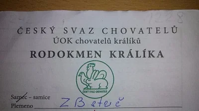 Králíček - samice - zakrslý beránek strakáč