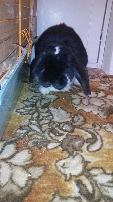 Králíček - samice - zakrslý beránek strakáč