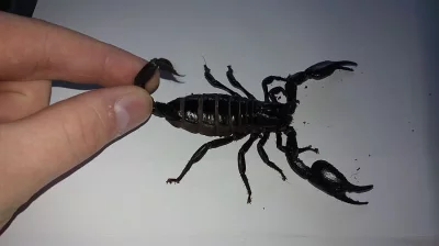 Prodej mladat stiru-heterometrus petersi