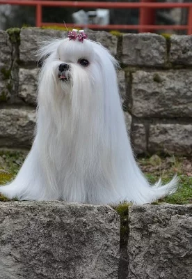 Maltézáček - fenečka s rodokmenem