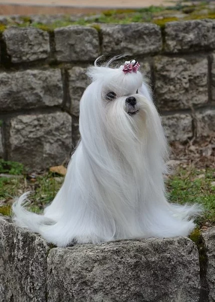 Maltézáček - fenečka s rodokmenem