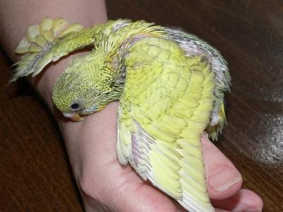 RUČNĚ DOKRMENÉ ANDULKY K REZERVACI