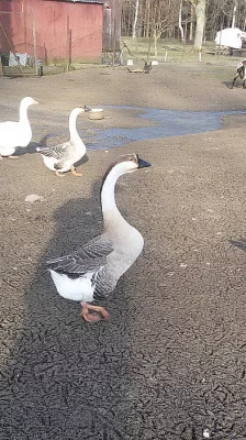 Labutí roční houser