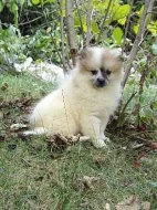 Německý špic strakoš s PP