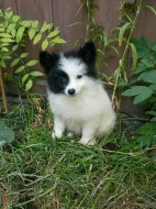 Německý špic strakoš s PP