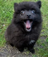 Německý špic strakoš s PP