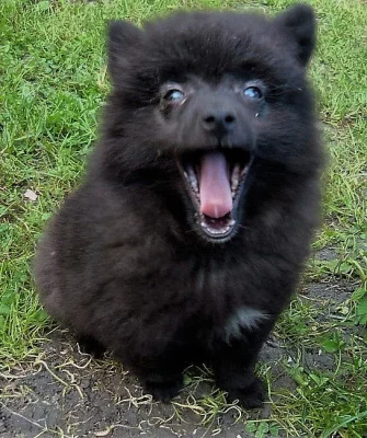 Německý špic strakoš s PP