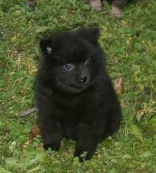 Německý špic strakoš s PP