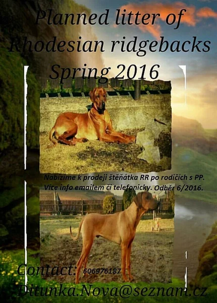Rhodeský ridgeback - štěňata