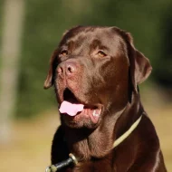 Labradoský retrívr na krytí