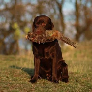 Labradoský retrívr na krytí
