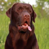 Labradoský retrívr na krytí