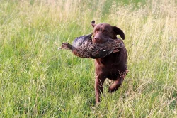 Labradoský retrívr na krytí