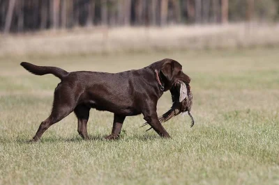 Labradoský retrívr na krytí