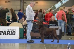 Labradoský retrívr na krytí