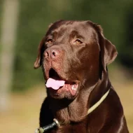 Labradoský retrívr na krytí