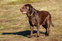 Labradoský retrívr na krytí