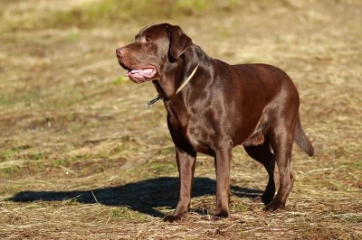 Labradoský retrívr na krytí