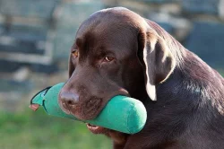 Labradoský retrívr na krytí