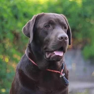 Labradoský retrívr na krytí