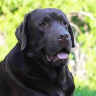 Labradoský retrívr na krytí