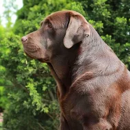 Labradoský retrívr na krytí