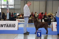 Labradoský retrívr na krytí