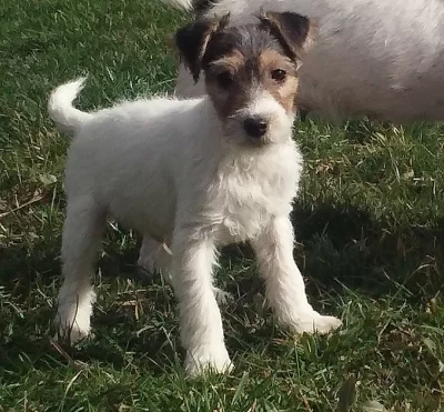 Parson Russell terier bez PP